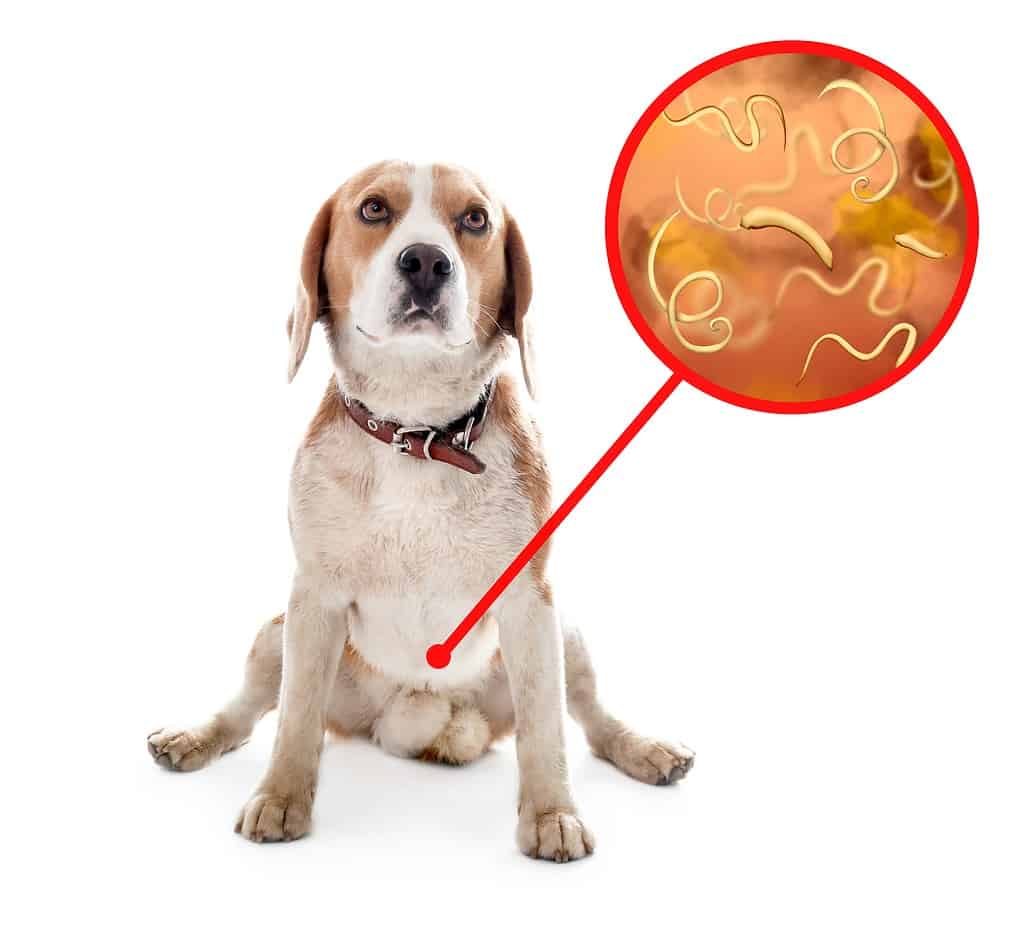 Medicine for dog shop worms in poop